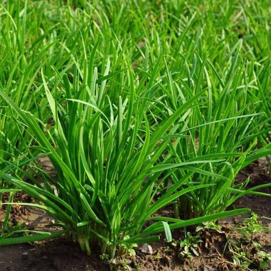 韭菜(石蒜科葱属的一种植物)