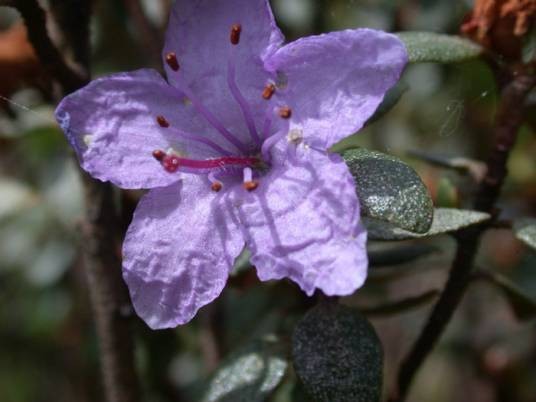 头花杜鹃(杜鹃花科杜鹃花属植物)