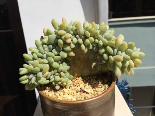 缀化