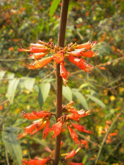 虾子花属