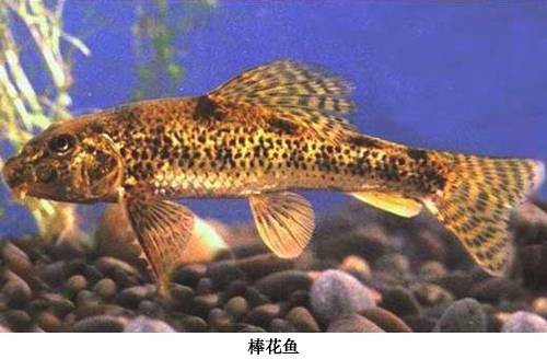 棒花鱼