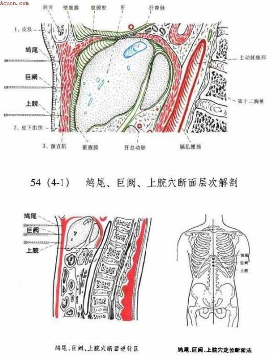 鸠尾