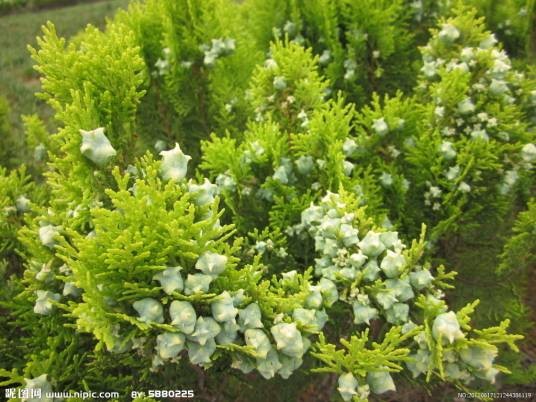 松柏(松柏纲松柏目植物)