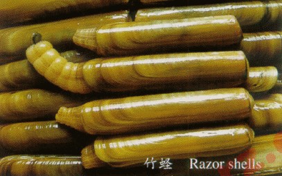 竹蛏