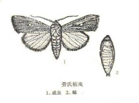 劳氏粘虫