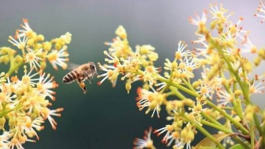 蜜花