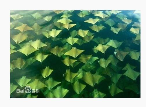 牛鼻鲼