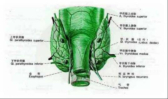 甲状旁腺