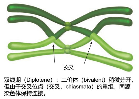 双线期