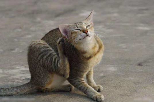 中华雀猫