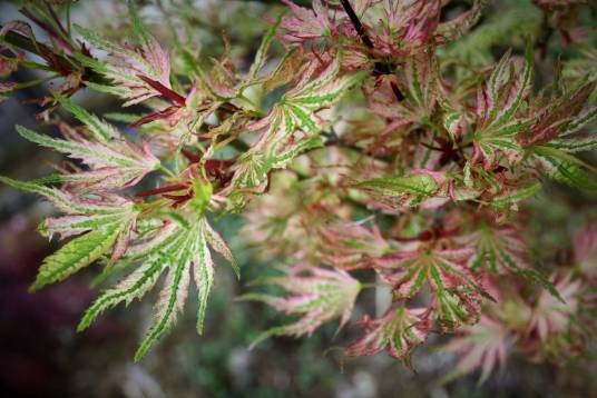 日笠山红枫