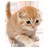 猫的声音铃声