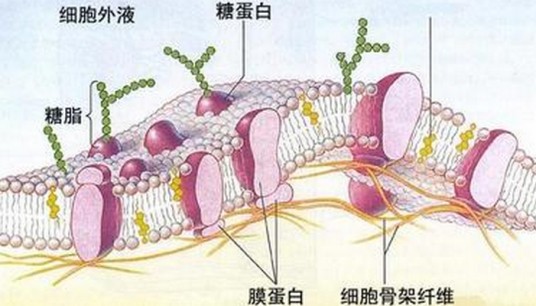 选择性透过膜
