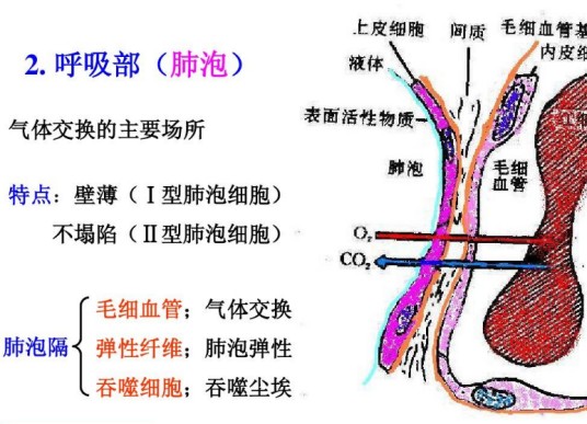 气血屏障