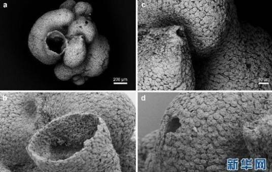 瓮安生物群