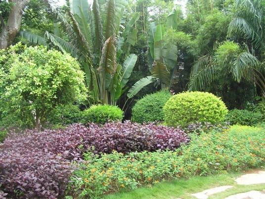 热带植物（生长在热带森林、气候炎热地区的植物）