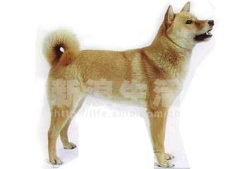 艾努犬