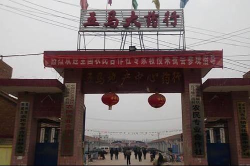 五马药材市场