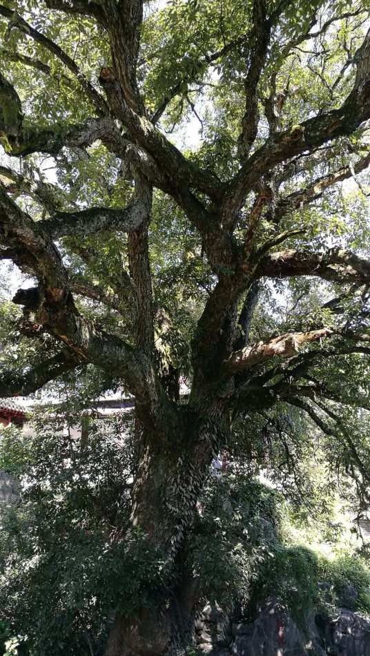槠树