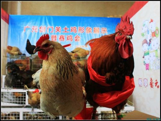 剑门关土鸡
