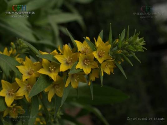 毛蕊花属