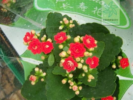 矮生伽蓝菜