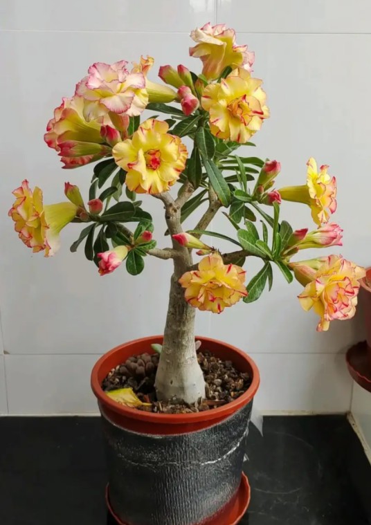 花卉（汉语词语）