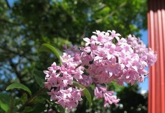 皱叶丁香