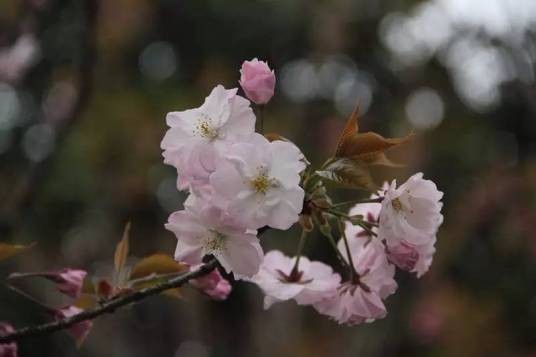 红丰樱
