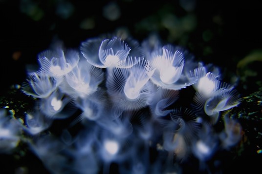 帚虫类