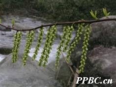 中国旌节花