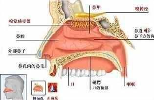 秋季过敏性鼻炎