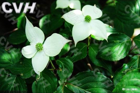 四照花属