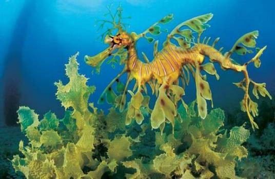 金海龙（海龙科鱼类）