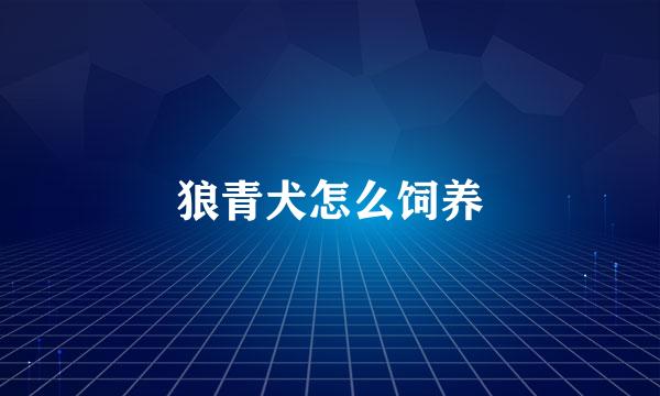 狼青犬怎么饲养