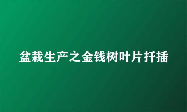 盆栽生产之金钱树叶片扦插