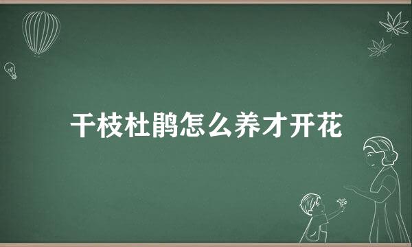 干枝杜鹃怎么养才开花