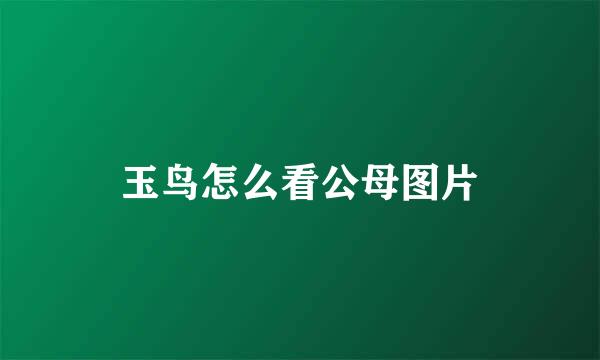 玉鸟怎么看公母图片