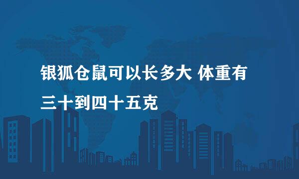 银狐仓鼠可以长多大 体重有三十到四十五克