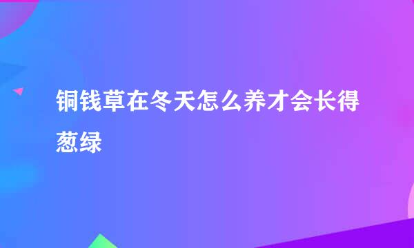 铜钱草在冬天怎么养才会长得葱绿