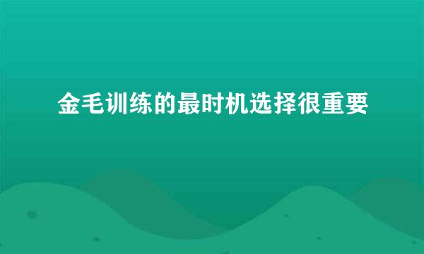 金毛训练的最时机选择很重要