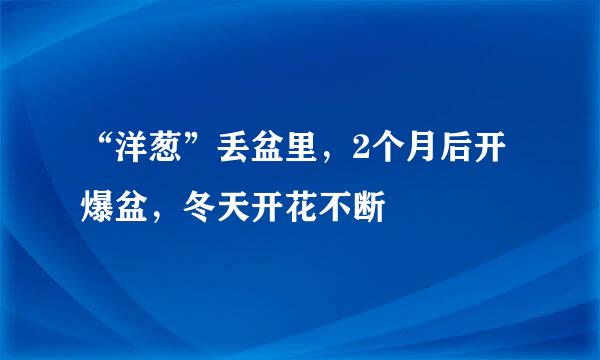 “洋葱”丢盆里，2个月后开爆盆，冬天开花不断