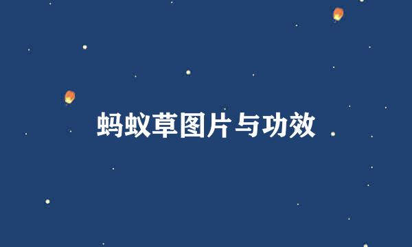 蚂蚁草图片与功效