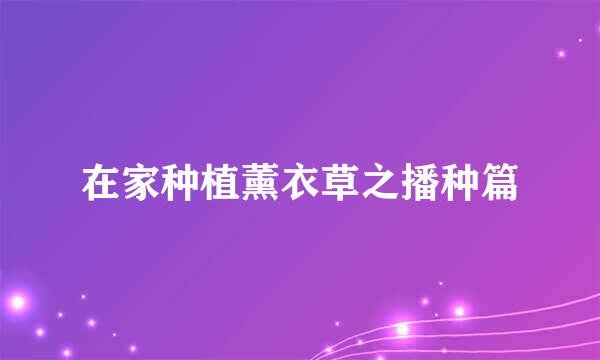 在家种植薰衣草之播种篇