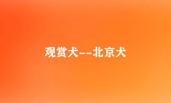 观赏犬--北京犬