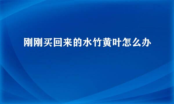 刚刚买回来的水竹黄叶怎么办