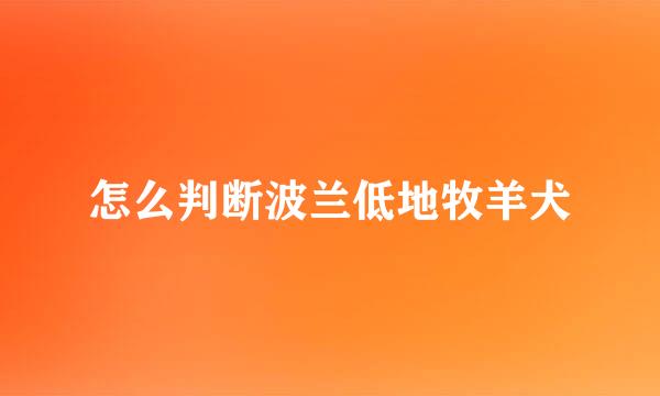 怎么判断波兰低地牧羊犬