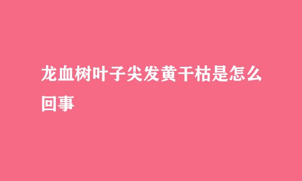 龙血树叶子尖发黄干枯是怎么回事