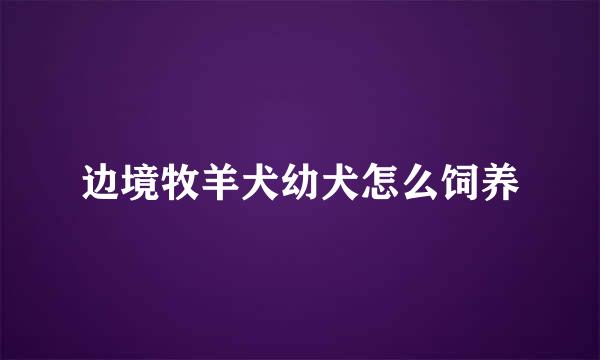 边境牧羊犬幼犬怎么饲养
