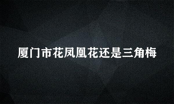 厦门市花凤凰花还是三角梅